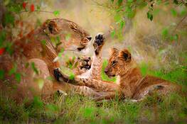 Lioness_and_cubs