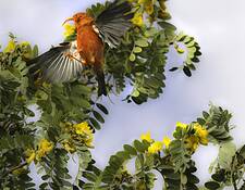 Iiwi_taking_flight