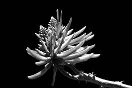 Spring_awakening_2