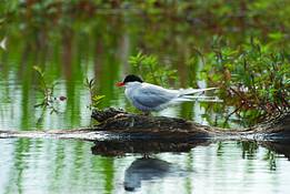 Marsh_1