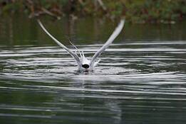 Marsh_2