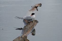 Marsh_5