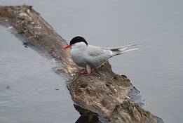 Marsh_6