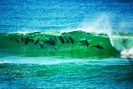 Surfs_up