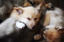 Iditarod_pups