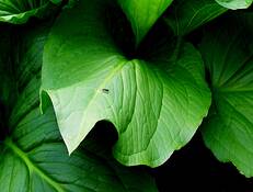 Ant_on_skunk_cabbage
