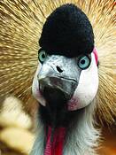 African_crane