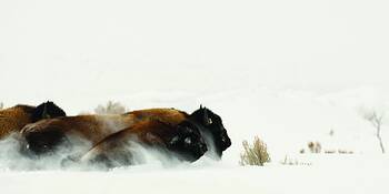 Running_of_the_bison
