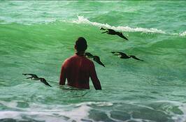 Birds_attacking