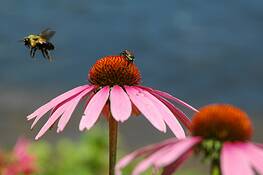 Echinacea