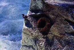 River_dipper