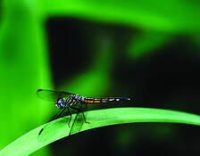 Dragonfly_with_ruby_eyes