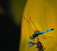Electric_blue_dragonfly