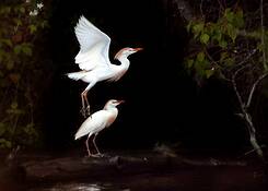 Watercolor_birds
