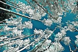 Cotton_aspen_candy