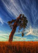 Enduring_valley_oak