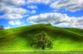 Lone_valley_oak
