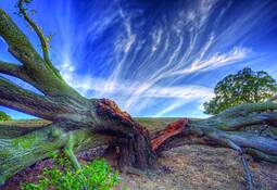 Split_live_oak
