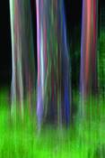 Three_trees