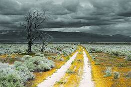 Yellow_road