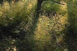 Twilight_in_the_wood