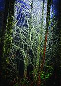 A_dark_night_in_a_bright_forest