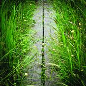 Boardwalk