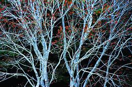 Big_sur_autumn