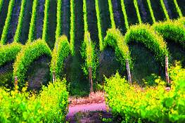 Vineyard_wave