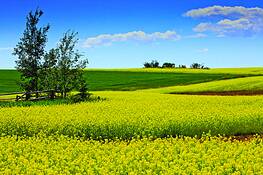 Mustard_fields