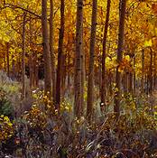 Aspens