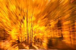 Exploding_aspens_1