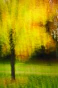 A_single_impression