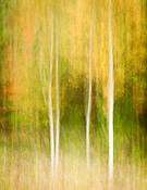 Autumn_impression