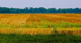 Wheat_field