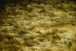 Found_gold