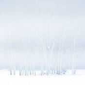 Winter_color