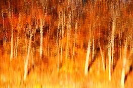 Fall