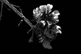 Spring_awakening_4