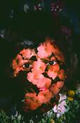 Flower_child