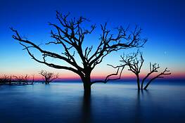 Mystical_trees