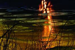 Bullough_s_pond
