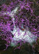 Redbud_and_creek