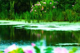 Lighthouse_pond