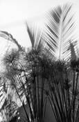 Plant_3
