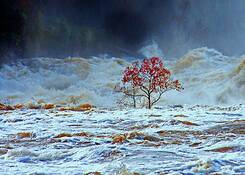 Strong_roots