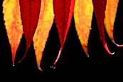 Nature_category