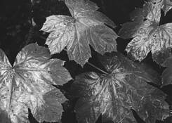 Leaves