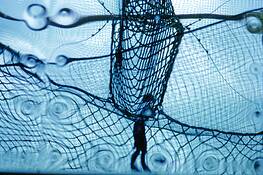 Boy_on_a_net