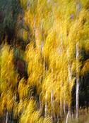 Aspen_painting